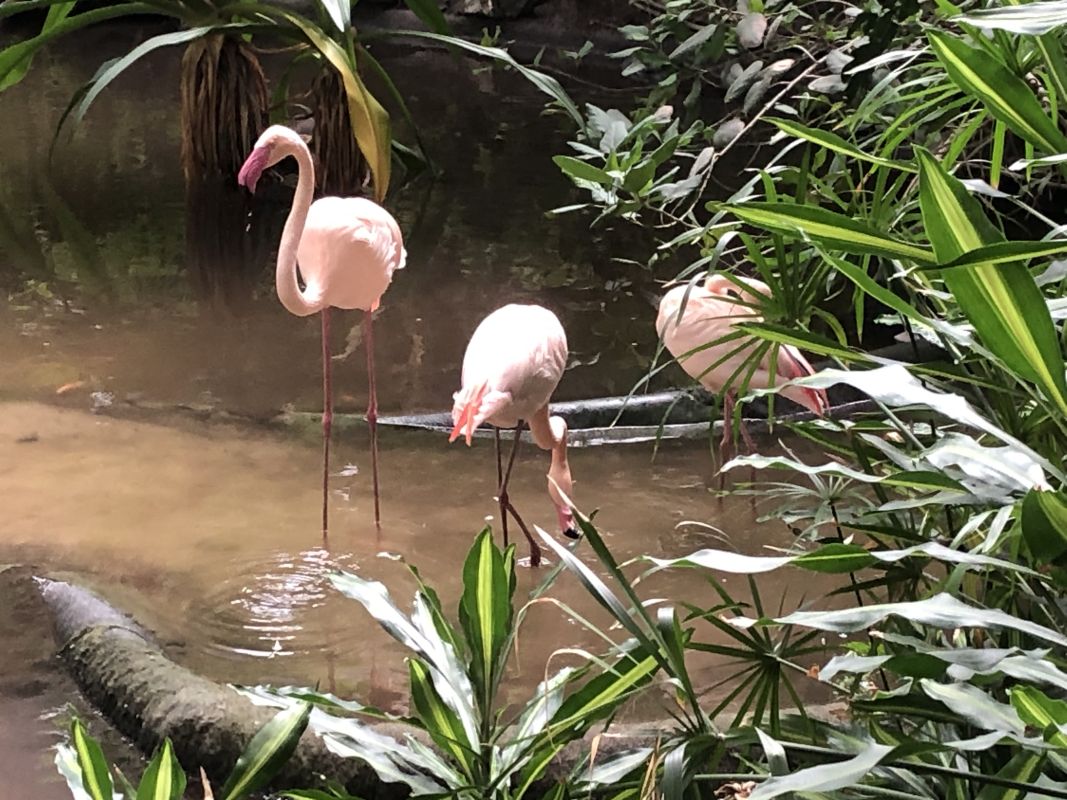 Flamingos im Tropical Island